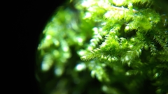 Ctenidium molluscum