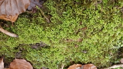 Ctenidium molluscum