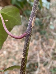 Hedera rhizomatifera