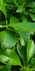Megafreya sutrix