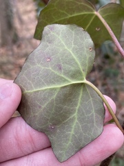 Hedera rhizomatifera