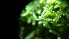 Ctenidium molluscum