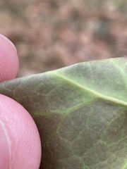 Hedera rhizomatifera