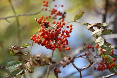 Sorbus commixta