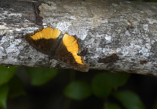 Eurytela dryope