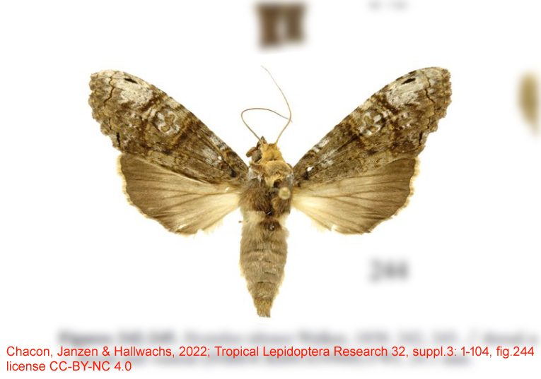Nystalea idonea