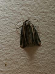 Anedhella rectiradiata