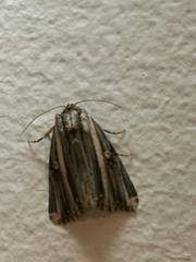 Anedhella rectiradiata