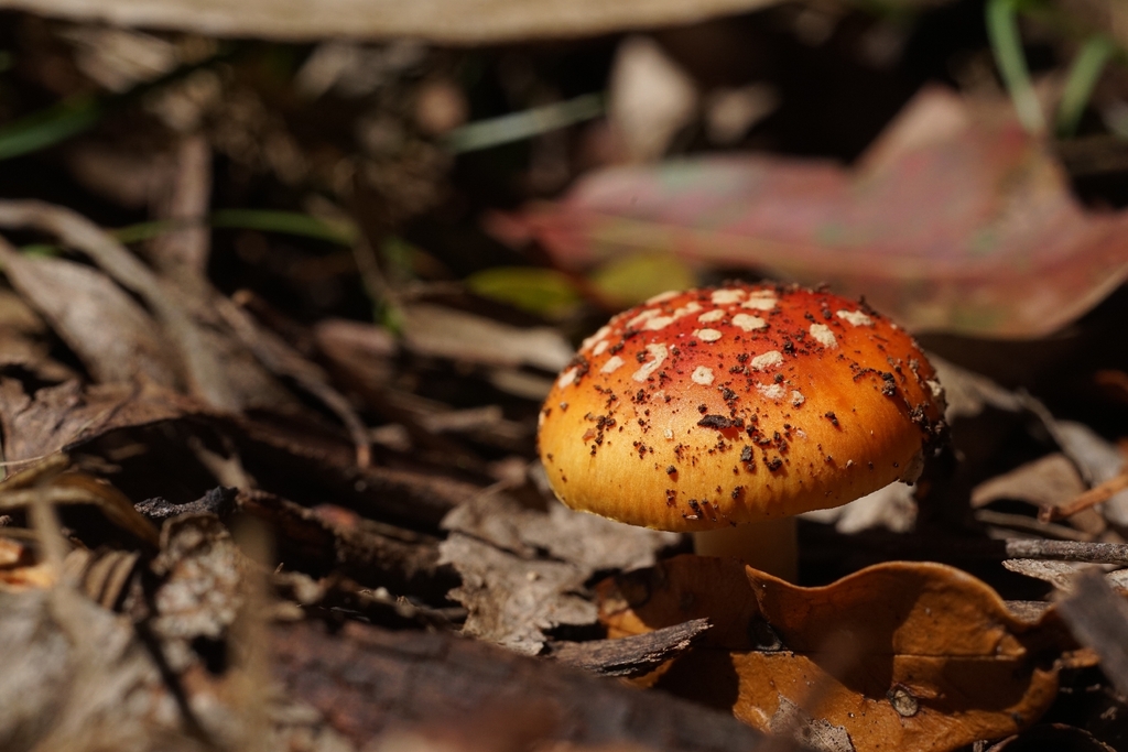Amanita xanthocephala · October 2025 · photo: © aidantso (iNaturalist, cc-by)