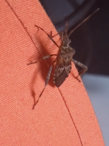 Leptoglossus occidentalis