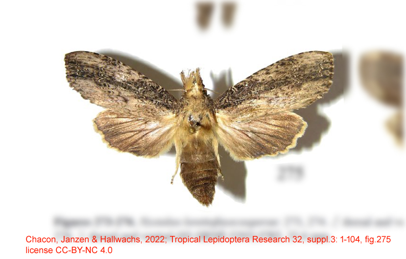 Nystalea lorettafayecooperae