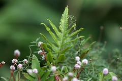 Polypodium macaronesicum azoricum