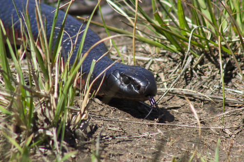 Red-bellied Black Snake sighting