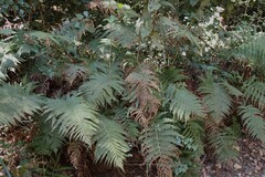 Polystichum pungens, photograph (c) Karen Eichholz, some rights reserved (CC BY)
