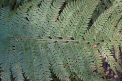 Polystichum pungens, photograph (c) Karen Eichholz, some rights reserved (CC BY)