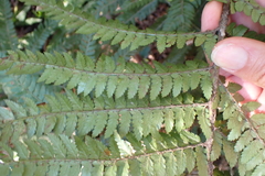 Polystichum pungens, photograph (c) Karen Eichholz, some rights reserved (CC BY)