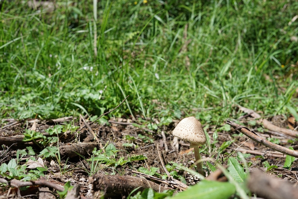 Macrolepiota clelandii · October 2025 · photo: © aidantso (iNaturalist, cc-by)
