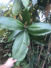 Miconia impetiolaris