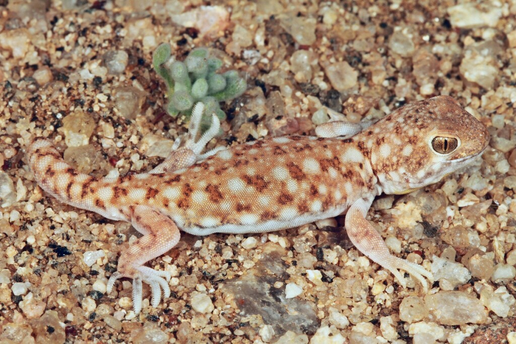 Nama Barking Gecko