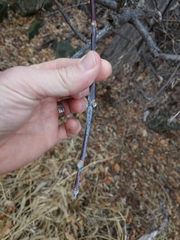 Acer negundo violaceum