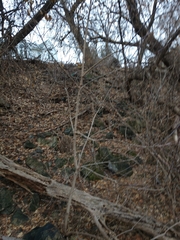 Acer negundo violaceum