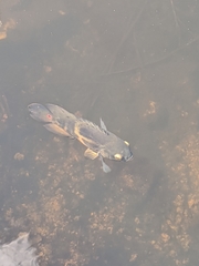 Astronotus ocellatus