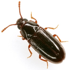 Pharaxonotha kirschii