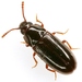 Pharaxonotha - Photo (c) Mike Quinn, Austin, TX, some rights reserved (CC BY-NC), uploaded by Mike Quinn, Austin, TX