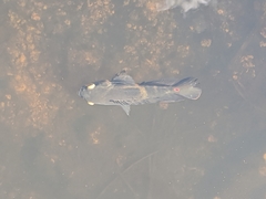 Astronotus ocellatus