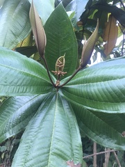 Miconia impetiolaris