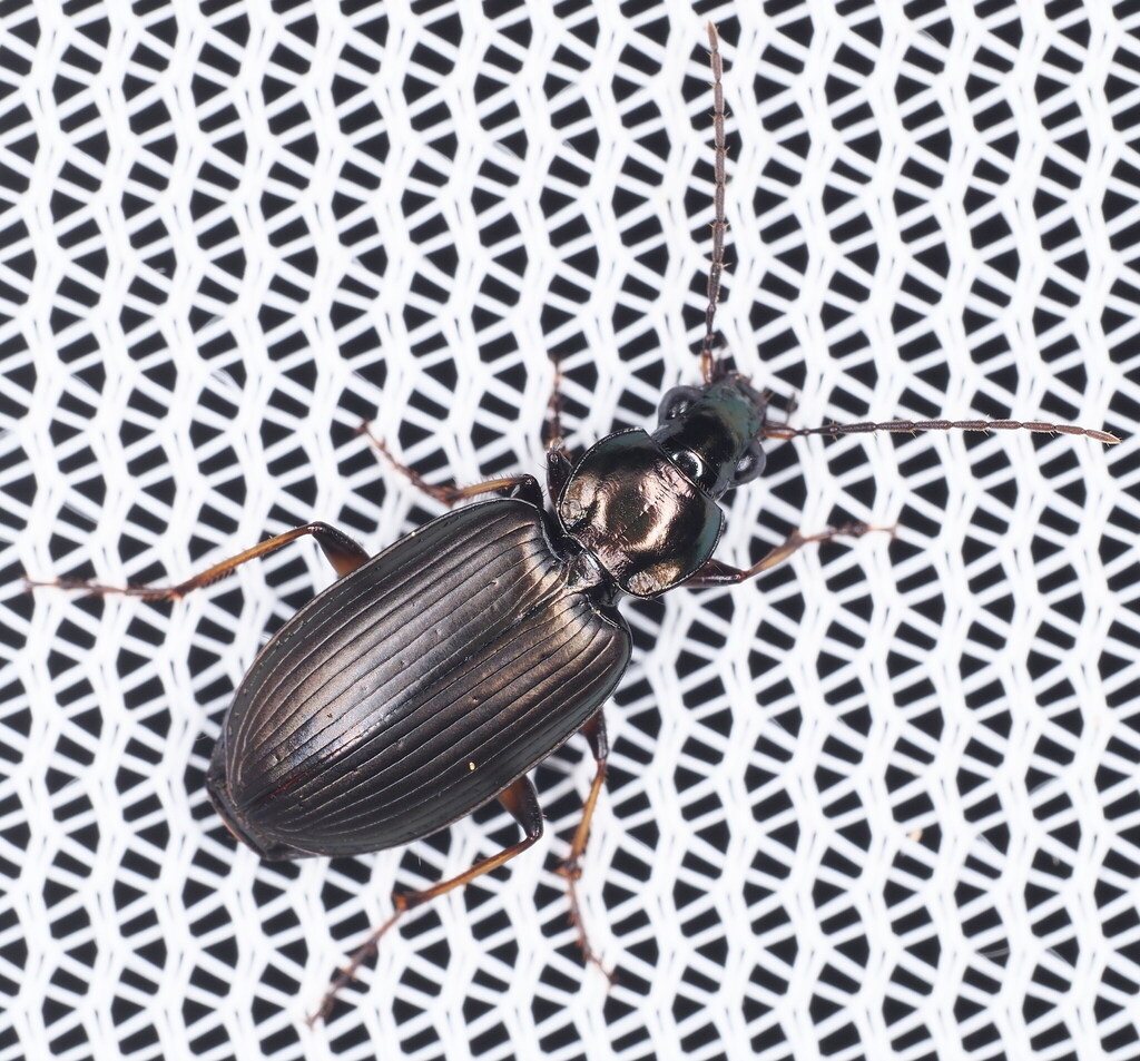 Agonum texanum