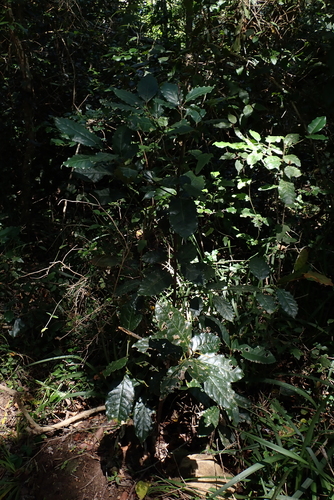 Ocotea bullata, photograph 5
