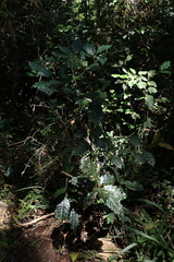 Ocotea bullata, photograph (c) Karen Eichholz, some rights reserved (CC BY)