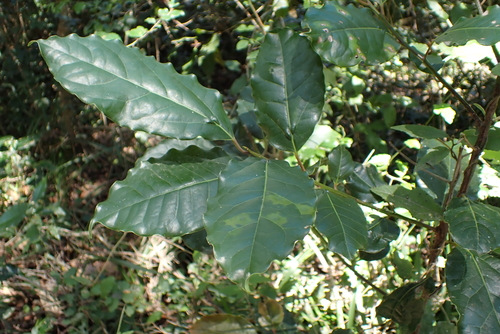 Ocotea bullata, photograph 4