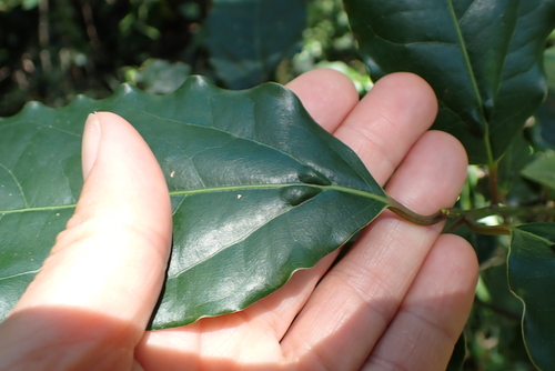 Ocotea bullata, photograph 6
