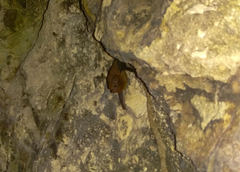 Emballonuridae