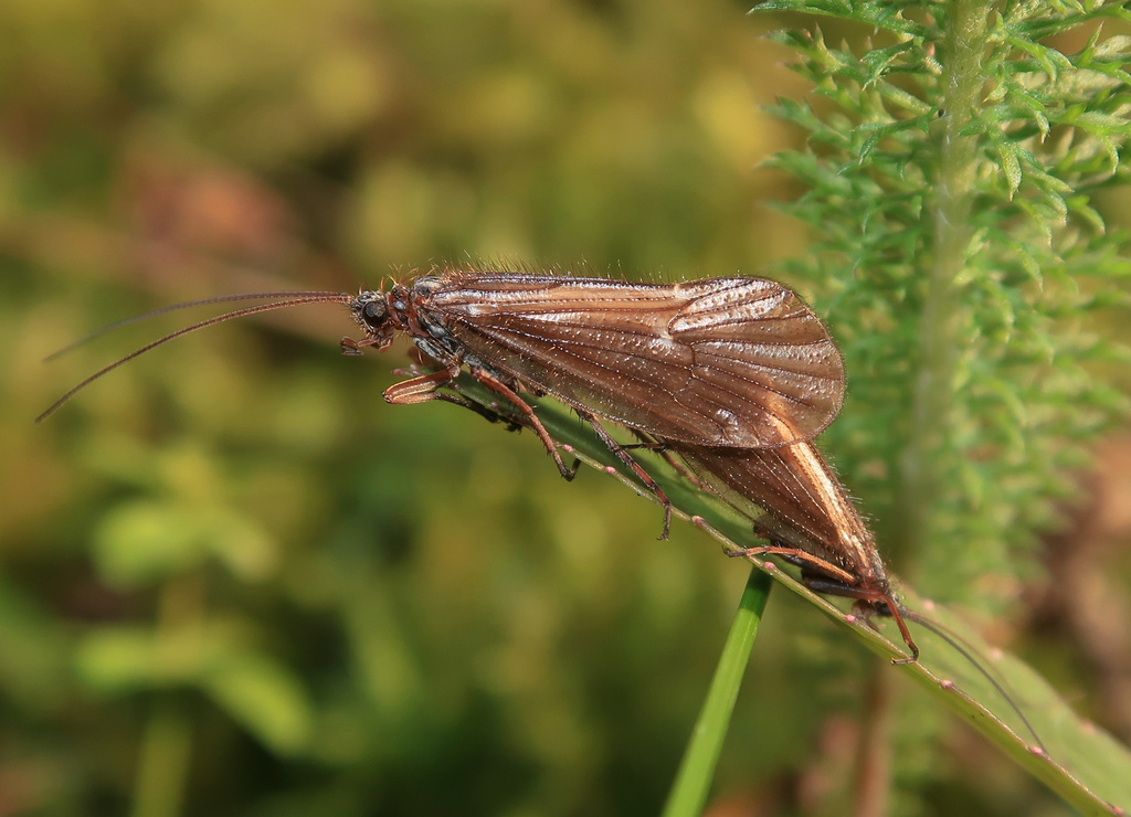 Chaetopterygopsis