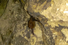 Emballonuridae