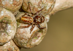 Opisthoncus serratofasciatus