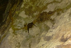 Emballonuridae