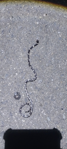 Philippi’s Snail-Eating Snake