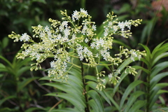 Epidendrum verrucosum