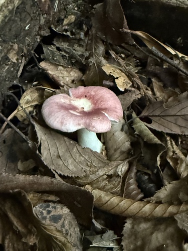 Russula nobilis