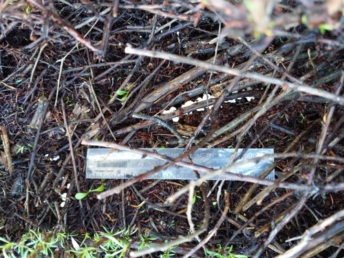 iNaturalist observation photo of Fungi Including Lichens