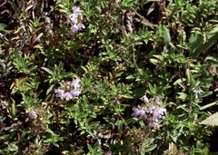 Thymus linearis