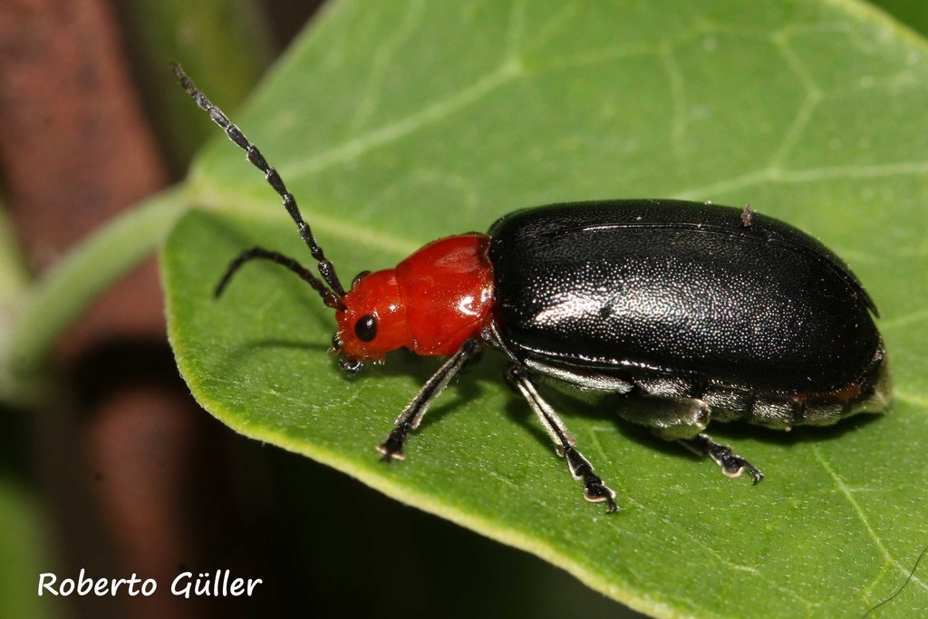 Cacoscelis