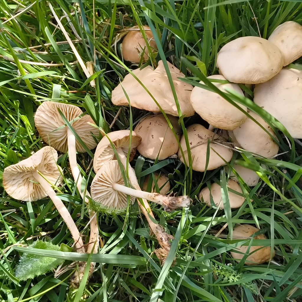 Marasmius oreades · October 2025 · photo: © zedt (iNaturalist, cc-by)