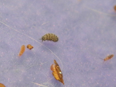 Morulodes