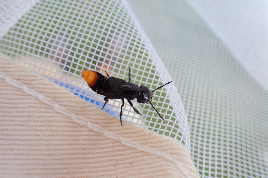 Xanthopygus xanthopygus