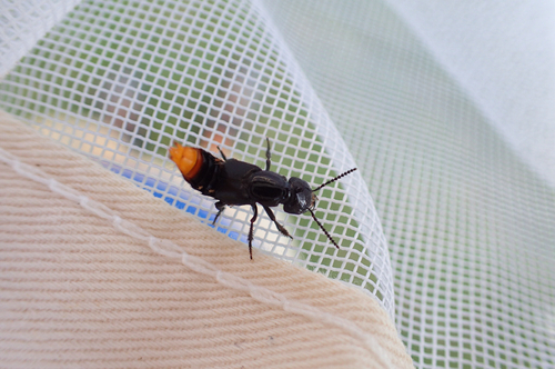 Xanthopygus xanthopygus